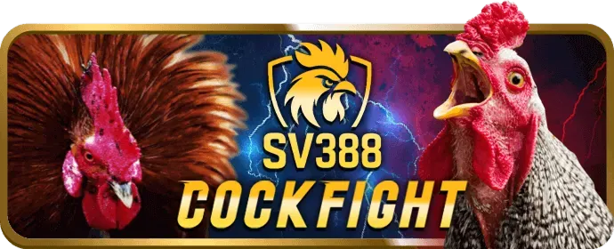 Chọn sảnh đá gà và đặt cược tại ip88 casino